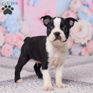 Jake, Boston Terrier Puppy
